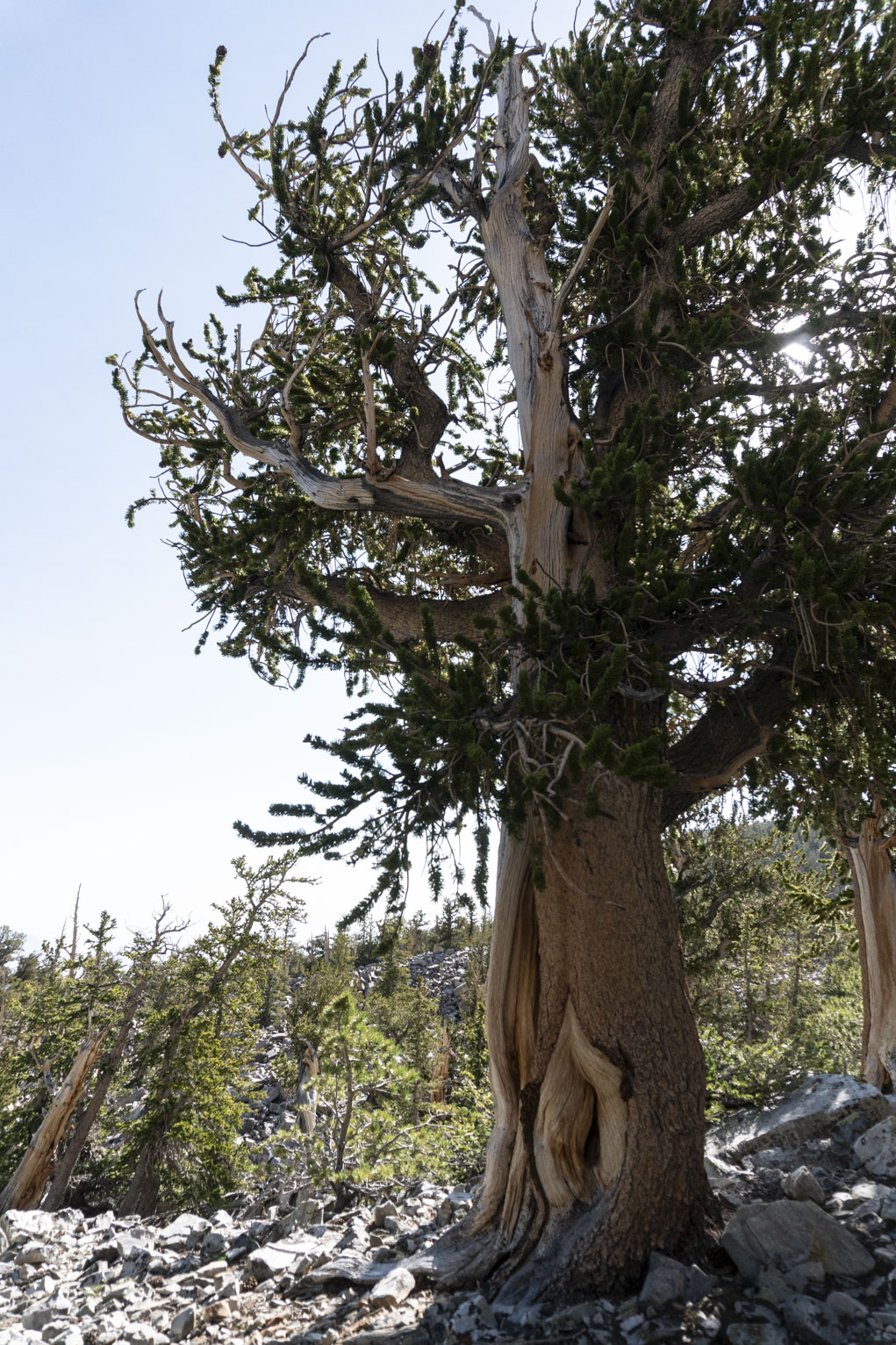 A partly dried bristecone, tall and stately though gnarled